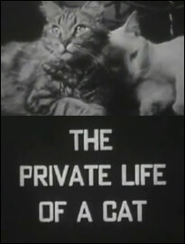 The Private Life of a Cat