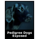 Pedigree Dogs Exposed