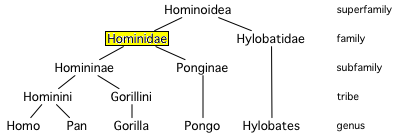 Hominidae